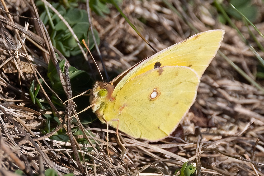 Clouded yellow